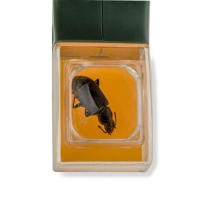 Carson Bugview Vergrootglas met één-hands insectenvanger - Afbeelding 5