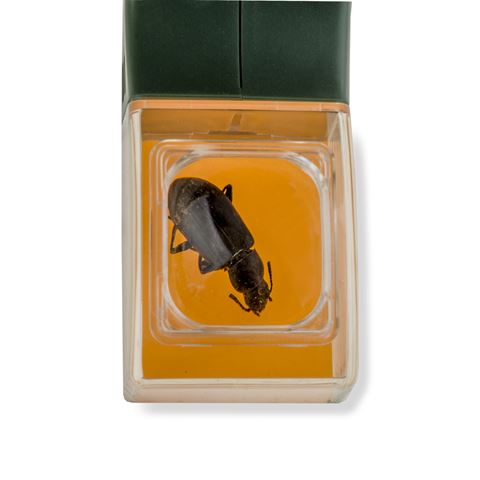 Carson Bugview Vergrootglas met één-hands insectenvanger - Afbeelding 5